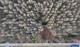 江蘇金湖：水上森林樂享周末時光