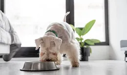 狗糧排名前十品牌