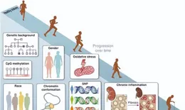 你的腎臟從多少歲開始衰老？