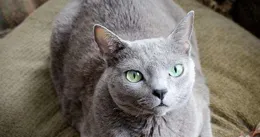 十二星座分別適合養什麽貓？養對了真的可以旺你旺全家！