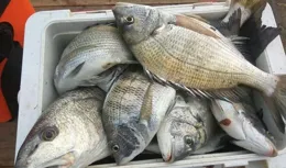 海釣蝦餌的4種用法，垂釣效果的對比分析