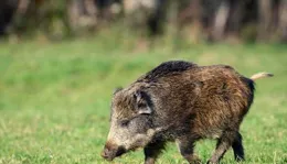 人類為什麽幾乎不食用肉食動物的肉？