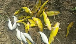 春季野釣黃顙魚，學會這幾種釣法，白天晚上都連竿