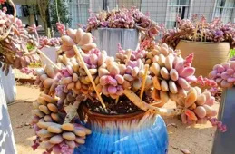 養了七年的「桃蛋」老樁，越來越肥美，換個1.2公尺的高盆霸氣側漏