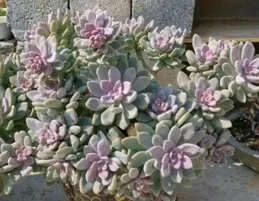 養多肉久了，發現這4種多肉越養越爽，皮實耐折騰，美如花仙子