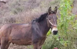 騾子為什麽不能繁殖後代嗎？看完漲知識了！