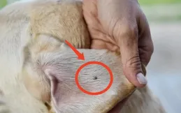 春季養寵必看：被蜱蟲叮咬後該怎麽辦!