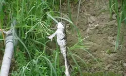 釣青蛙，人越來越對動物友好，越來越對人殘酷