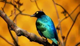 四大幸運星座揭秘！天蠍座、獅子座、金牛座、雙魚座將迎來事業和感情的春天！