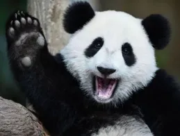 「功夫熊貓」為什麽沒人看了？