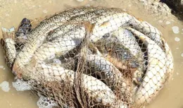 春季必看：掌握水溫變化，輕松釣大魚！