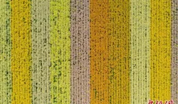 杭州花海似打翻的春天「調色盤」