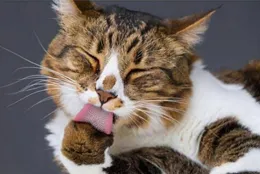 貓咪「睡覺前」有這幾個行為，證明它身體很棒，騙不了人的！