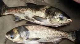 鰱鱅什麽時間開口最好？季節上是夏季，從一天看是10時至18時！