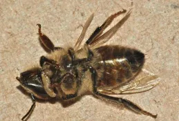 「月季花殺手」莖蜂來襲，成蟲幼蟲2大防治方向，你準備好了嗎？