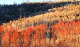 纖弱的柳承載著豐富的情感，於字裏行間跳躍