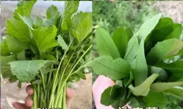 42種美味野菜，吃過10種的都少，不相信有人都吃過（下篇）