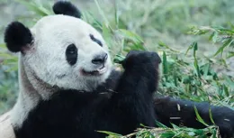 中國野生動物保護協會與舊金山動物園攜手，推動大熊貓登陸美國！