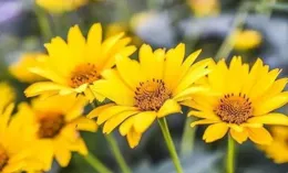 用牛奶泡燕麥喝好，還是用溫開水泡好？牢記這3點，以免破壞營養