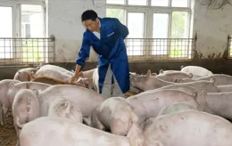 一頭仔豬賺300，規模豬場絕地反擊！留給中小豬場的機會不多了？