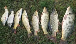 春季野釣鯉魚，4個好用的餌料配方，香甜腥臭都有奇效