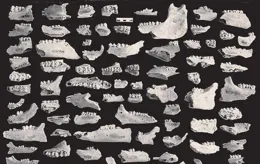 史前至商周：家豬作為肉食主源的起源及分化