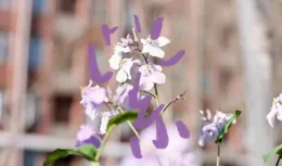 漢字+南鐵春=？