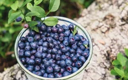 每天吃一盒藍莓，真的能白皮膚、護視力嗎？