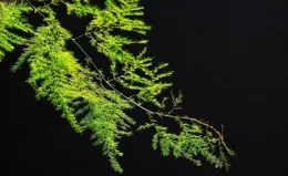 富不富，門前樹！春天可以種10種樹，吉祥又實用，子孫也受益