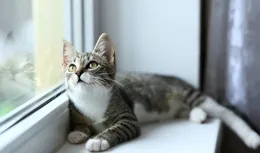 揭秘喵星人的神秘感知：貓咪真的懂「星期」和「季節」嗎？