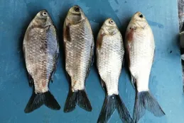 今天釣到的兩條鯽魚長得有點怪！「四不像」的感覺！求解