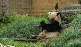 百變天氣|當杭州野生動物世界的動物們遇上「強對流」