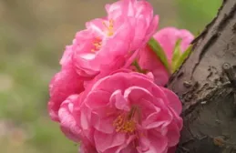 『天秤座』4月4日星期四運勢提前看：貴人提攜，財運一路旺到底！