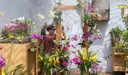 昆明植物園首屆蘭花展開展，千斛幽芳嫣然空谷