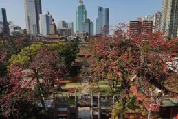 一朵花一座城⑨·湖南長沙：嶽麓山上杜鵑紅，英雄造就英雄城｜英雄花開英雄城