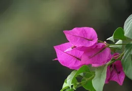 雙魚座2024年4月運勢