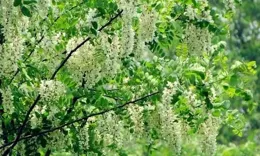 繁星點點，槐花香飄萬裏