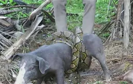 牛黃解毒片究竟能解什麽「毒」？這幾類人群不建議吃！