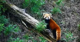 優雅浪漫！大熊貓國家公園記錄白腹錦雞求偶畫面