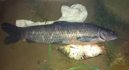 釣青魚多大浮漂合適？沒有一定，一般建議用吃鉛3克以上的漂！