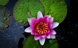 下月，好運連連，勢不可擋，勢如破竹，節節高升的4個生肖