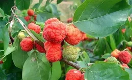 藏在農村裏的「4種木頭」，看著不起眼，卻不比黃花梨差多少