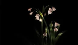 黛比法蘭克，2024年4月星座月運