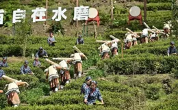 夢回茶馬！在汶川水磨，品味「盤龍茶禮」古事新韻！