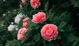 清明前，給7種花「剃光頭」，剃完呼呼冒新芽，比施肥牛