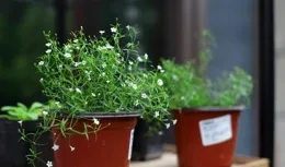 陽台一定要養「3種」花草，內建香味，能吃能看，好養皮實長一片