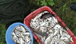 七星串鉤釣白條技巧，上魚就是一串串，一個小時釣一大盆