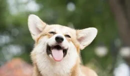 熱知識：「養狗能改命」？是因為有這些好處