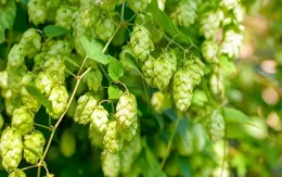 漸入佳境，財運居上，越來越旺