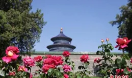 北京天坛月季展开幕 万余棵月季古坛绽芬芳